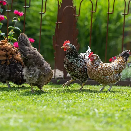 Stockser Hof Apartment *